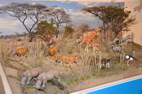 Famous African Savanna Animal Biome References Alexander James Freeman