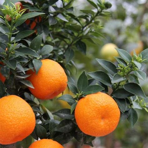 Citrus myrtifolia 'Chinotto' | Yougardener