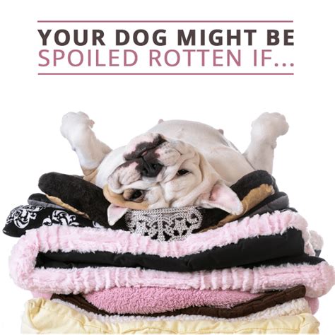Your Dog Might Be Spoiled Rotten If