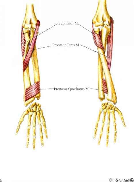 Posterior View Muscle Arises Forearm Muscles Muscle Forearm