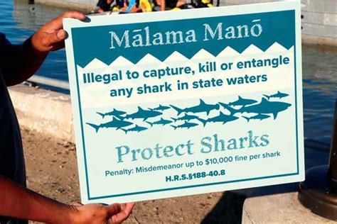 Signs Remind Boaters Fishers Of Laws Protecting Sharks News Sports