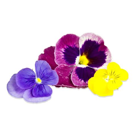 Jan 25, 2021 · edible flowers are a fun and easy way to add color and flavor to all sorts of dishes — especially when you can pick them right from your own garden. Bulk Edible Pansy Blossoms for Sale | Marx Foods