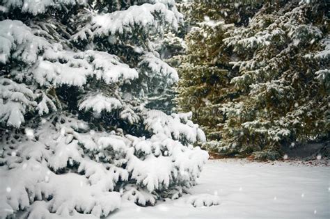 Beautiful Winter Landscape With Snow Covered Trees Stock Image Image