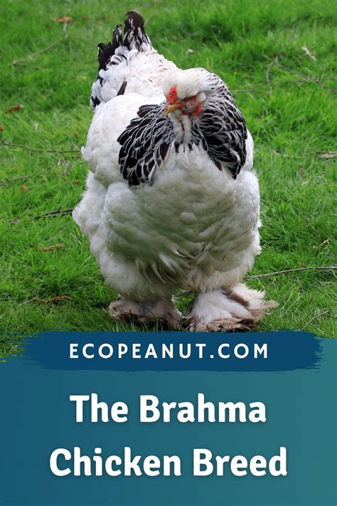 Brahma Chicken Breed Everything You Need To Know Artofit