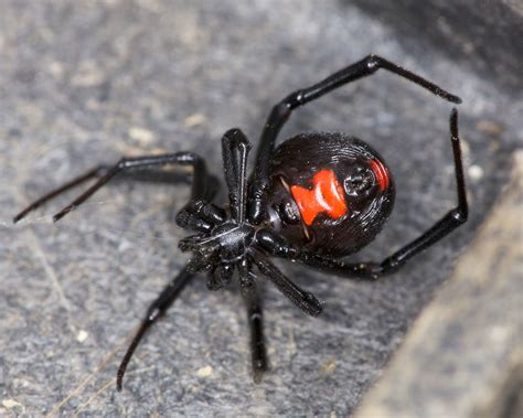 Black Widow Latrodectus Mactans 110917 Female Black Wido Flickr