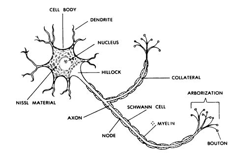 Nerve Nerve Cell Diagram