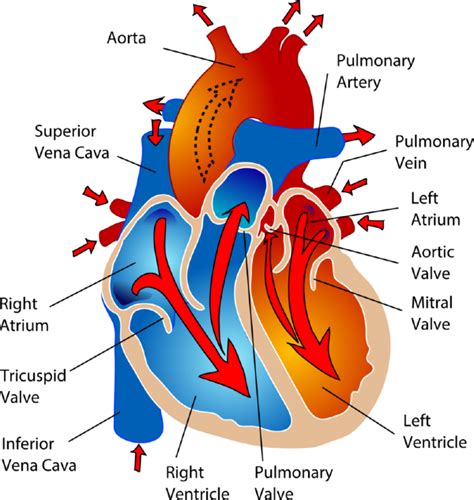 What Are The Major Blood Vessels In The Body What Are The Largest