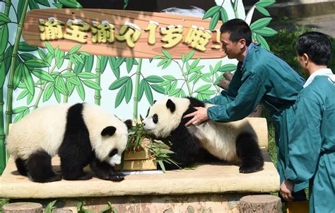 Panda Twins Celebrate First Birthday At Chongqing Zoo Shine News