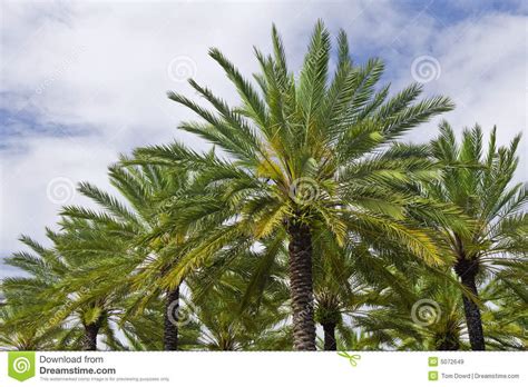 Tropical Palm Trees