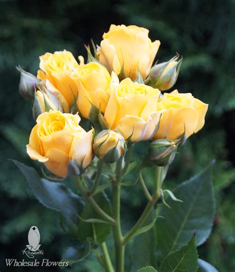 Yellow Spray Roses Rosanti Flowers
