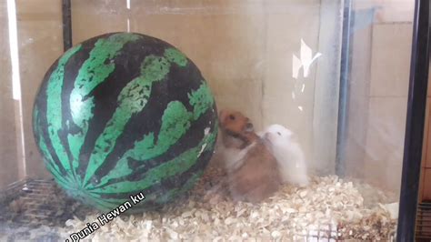 Play With Hamster 1 Youtube