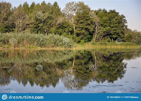 Reflection Distant Shore With Trees And Forest Stock Image Image Of