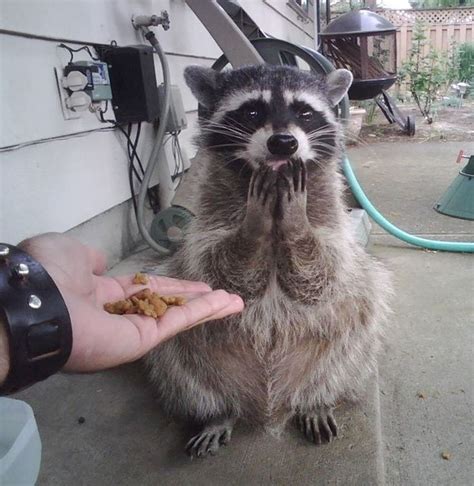 20 Cutest Raccoons Ever Pleated Jeans
