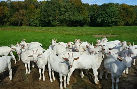 Raising Goats A Comprehensive Starter Guide Critter Ridge