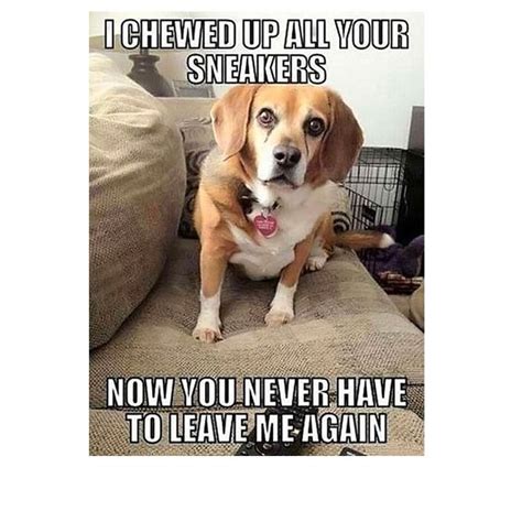 45 Funny Dog Memes Funny Dog Memes Dog Memes Funny Dog