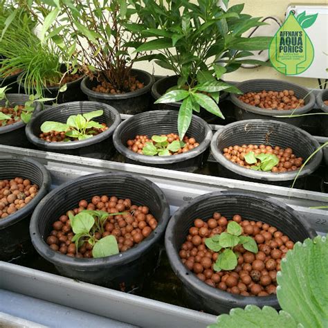Simple sedap is a place where anyone can learn easy malay cooking in baby steps. Affnan's Aquaponics: Basic Aquaponics - Spinach Seedling ...