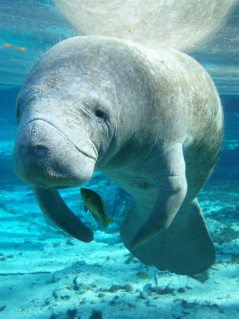 Florida Manatee Can You Believe That Boaters Get Angry With These