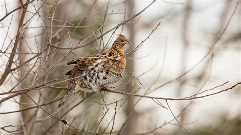 How Climate Change Will Affect Kentuckys Birds Audubon