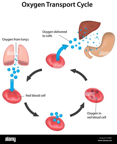 Oxygen Transport Cycle From Lungs To Organs Labeled Stock Photo