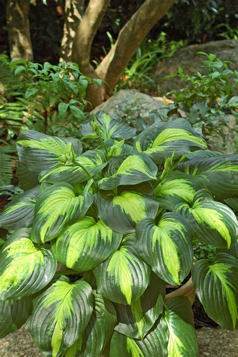 Collect Hosta Varieties For Memorable Beauty Mississippi