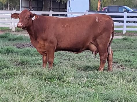 Our Cattle Red Brangus