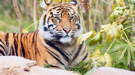 1253974 Full Hd Wild Sumatran Tiger Mocah Hd Wallpapers