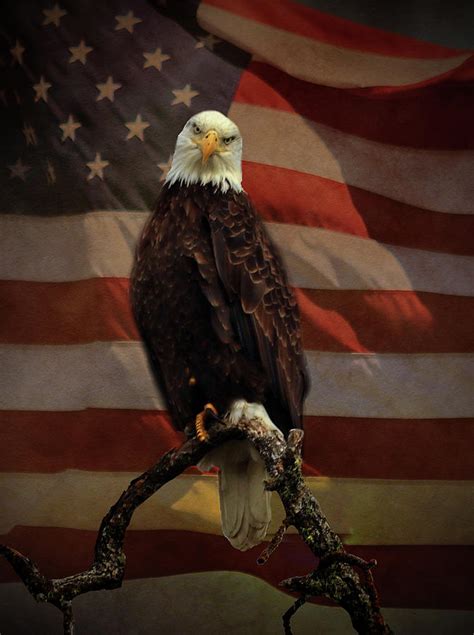 Eagle And Distressed American Flag Photograph By Stephanie Laird Fine