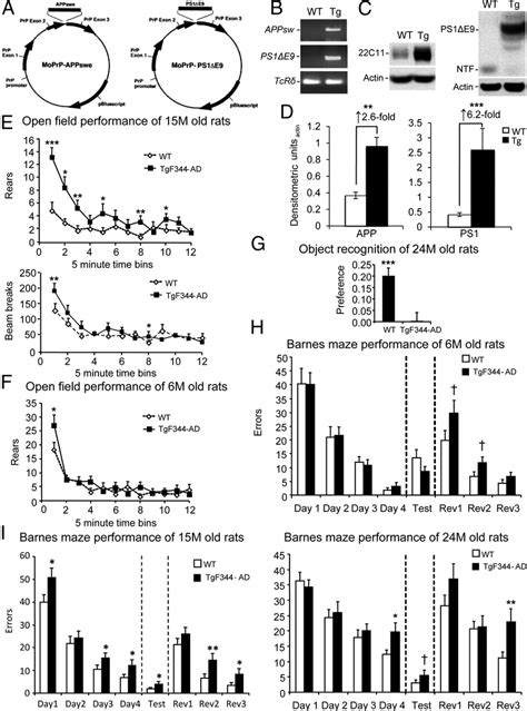Age Dependent Behavioral Impairment In Tgf344 Ad Rats A Schematic Of