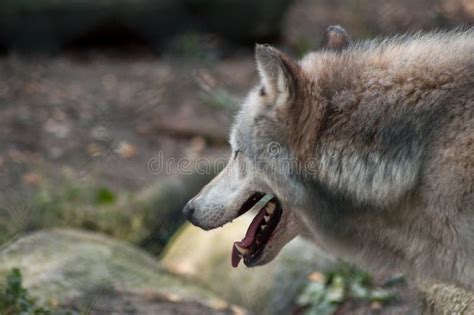 Grey Wolf Walking In The Forest Stock Image Image Of Face Looking