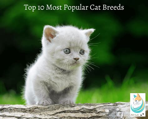 Top 10 Most Popular Cat Breeds Abt Cats