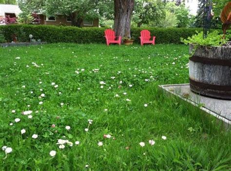 Lawn Alternatives I Love This Natural And Drought Tolerant