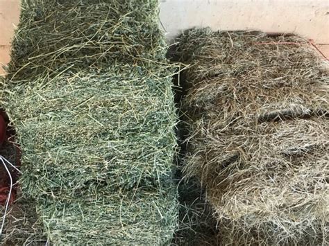 How Much Does A Bale Of Horse Hay Cost 5 Price Factors