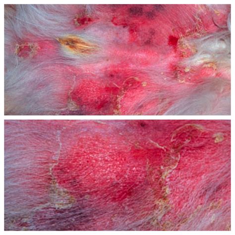 Pyoderma In Dogs And Pups Explained Pictures Care And Treatment