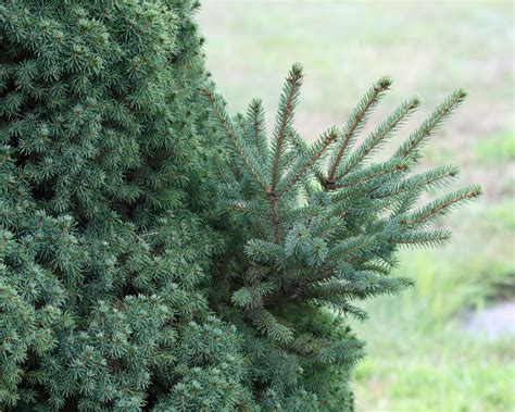 Dwarf Alberta Spruce Shrub 1 Gal Aromatic And Soft Evergreen Folia