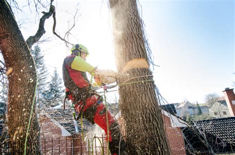 Toronto S Trusted Tree Removal And Tree Trimming Man With An Axe
