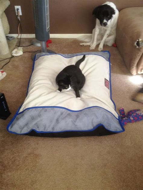 24 Shameless Cats Stealing Dog Beds