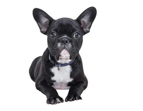 Black French Bulldog Png All Png All