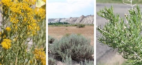 Some of the indigenous names for san pedro are: Plants - Dinosaur National Monument (U.S. National Park ...