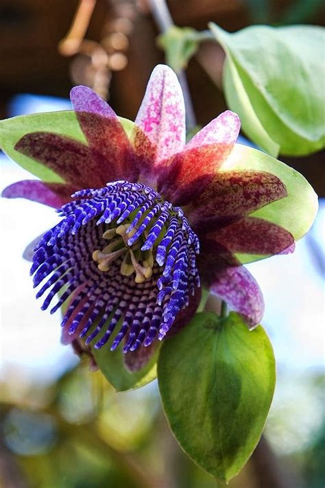Is the merriwick flower real : 17 Best images about Flowers on Pinterest | Flowering ...