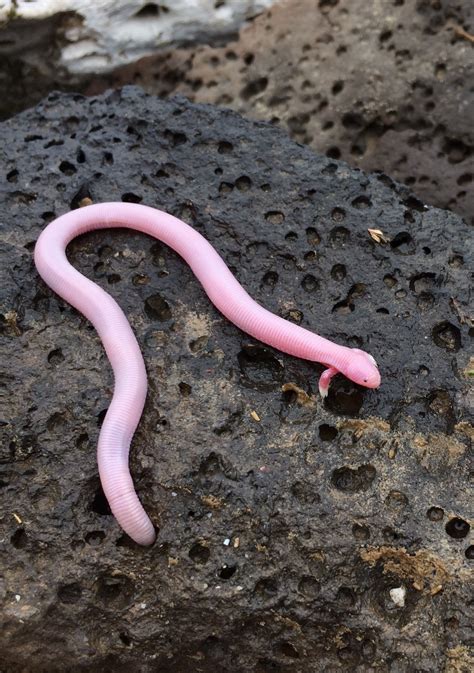 Weird Worm Lizard Creature Looks Like A Serpentine Centaur