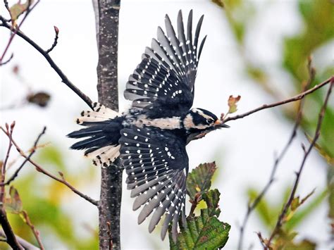Downy Woodpecker Celebrate Urban Birds