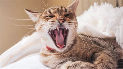 Cats Yawning Bet You Cant Watch This Without Yawning Too Youtube