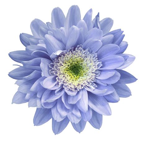 Light Blue Chrysanthemum Flower Isolated On White Background With
