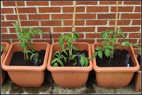 Tomato Plants Potted Up Into Self Watering Planters Self Watering