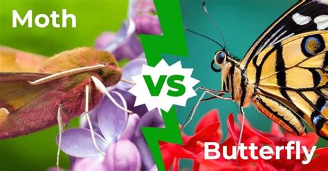 Moth Vs Butterfly The 8 Key Differences Az Animals