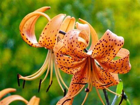 Tiger Lily Wallpapers Wallpaper Cave