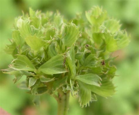 Clover Phyllody Naturespot