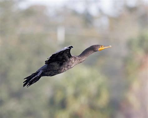 Cormorant Crescent Lake Park St Petersburg Florida Usa David Conley Flickr