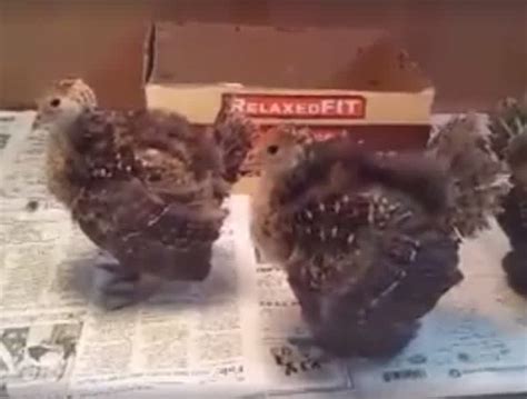 Video Turkey Chicks Spitting Drumming Strutting And Gobbling