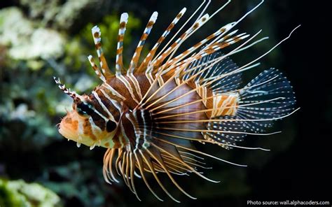 Interesting Facts About Lionfish Just Fun Facts